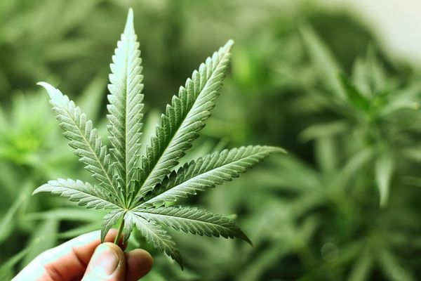 Why Cannabis Is the Future of Medicine