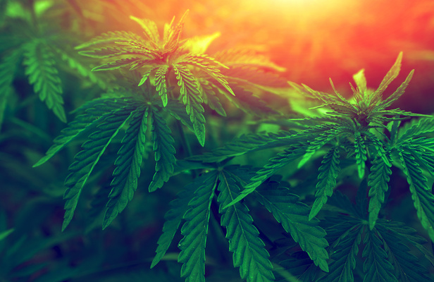 The Difference Between Legal and Illegal Marijuana for Pain Relief