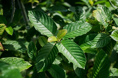 Kratom: Miracle or Menace for Chronic Pain Patients?